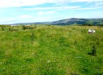 Round Dikes Earthwork. Bronze Age Bowl Barrow (between the sheep!)